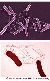 Clostridium difficile